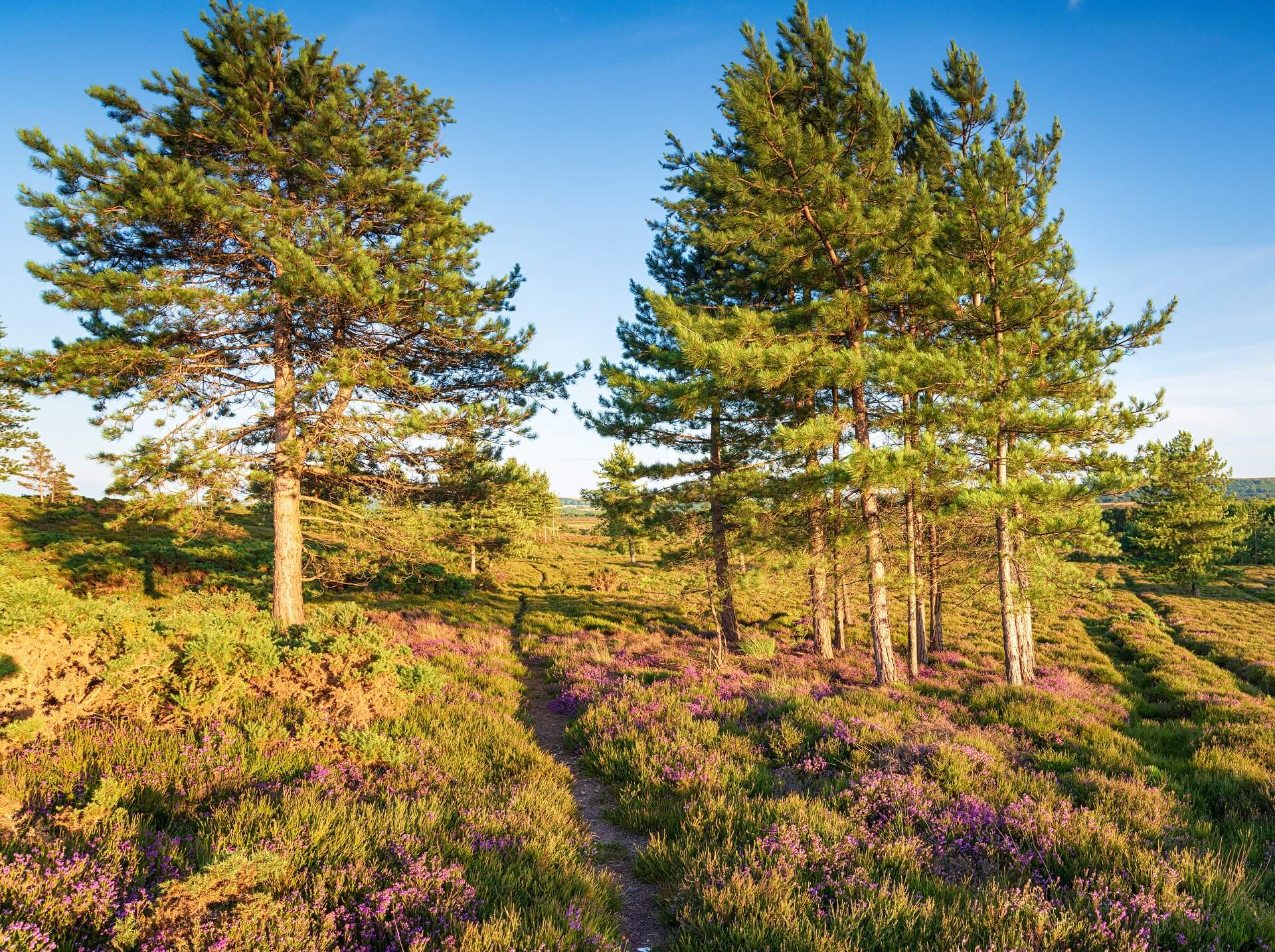 SCOTS PINE Noble Isle Australia Official Website